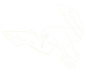sulaire gannet logo in white